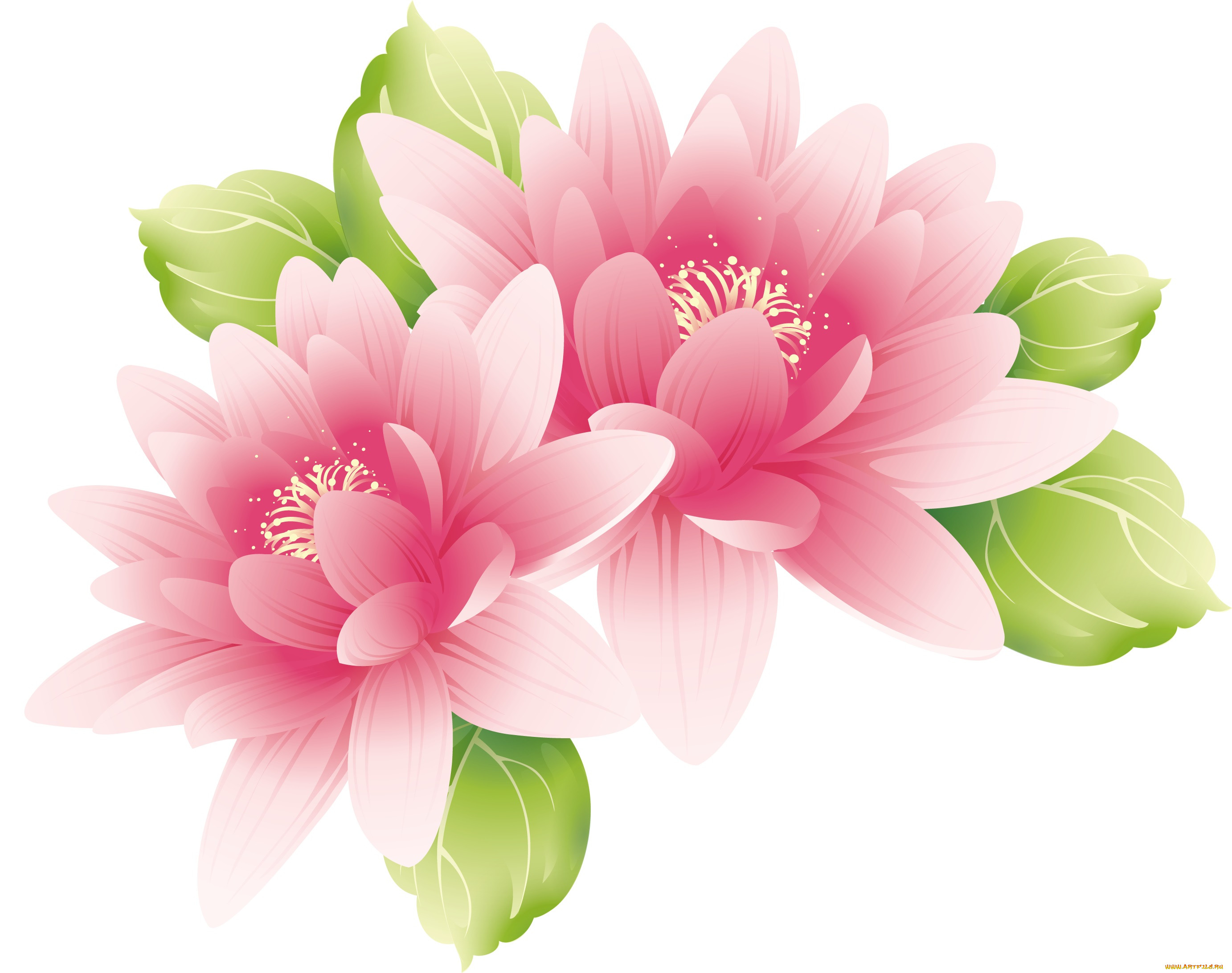  ,  , flowers, , , 